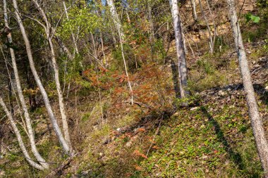 arka plan ağaç gövdeleri yeşil orman