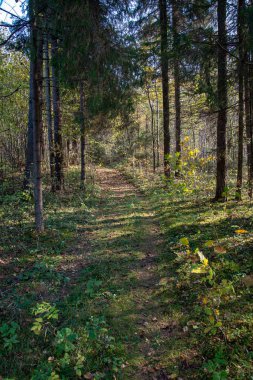 turist patika güneşli yeşil orman