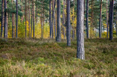 güneş ışığı yaz ormandaki ağaç gövdeleri parlıyor