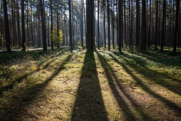 Φως Του Ήλιου Λάμπει Μέσα Από Τους Κορμούς Των Δέντρων — Φωτογραφία Αρχείου