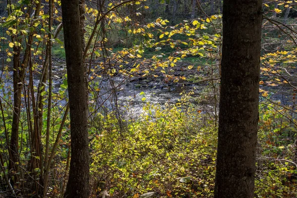 Vue Sous Bois Dans Forêt Verte Été — Photo