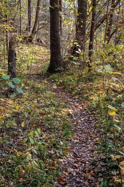 Touristischer Fußweg Sonnigen Grünen Wald — Stockfoto