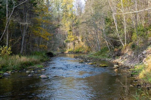 Krajina Klidná Řeka Zeleném Lese — Stock fotografie