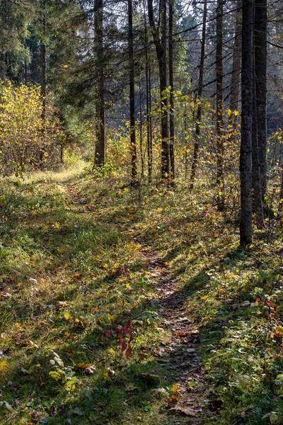 Sentiero Turistico Nel Verde Soleggiato Della Foresta — Foto Stock