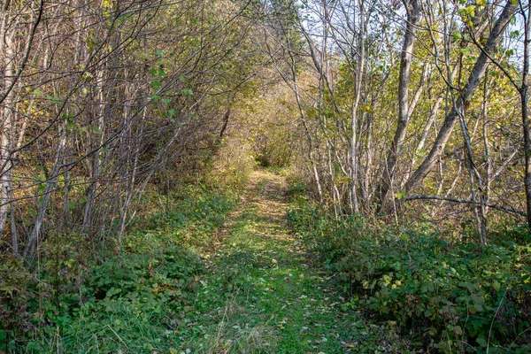 Пешеходная Дорожка Осеннем Лесу — стоковое фото