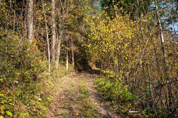 Τουριστικές Περπατώντας Μονοπάτι Φθινοπωρινό Δάσος — Φωτογραφία Αρχείου