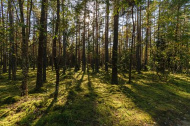 yaz güneşli ormandaki ağaç gövdeleri