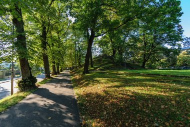 Güneşli yaz yeşil park yolu