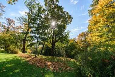 yeşil yaz yeşillik ile orman patika yürüyüş Turizm