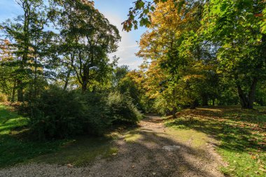 yeşil yaz yeşillik ile orman patika yürüyüş Turizm