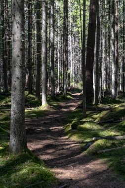 turist patika yeşil yeşillik ile yaz ormandaki