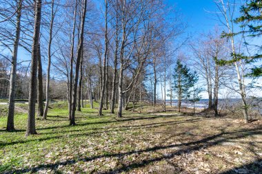 güneş ışığı ile çıplak ağaçlar Sonbahar Park parlıyor