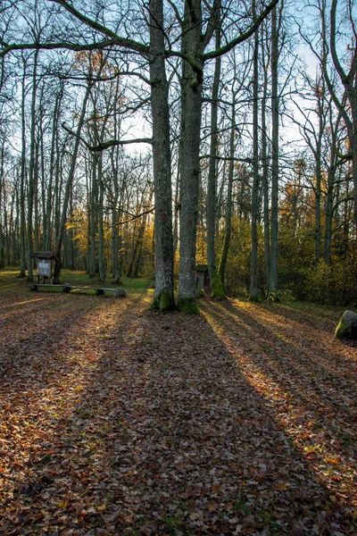 Herbstlaub Auf Dem Boden Sonnigem Park — Stockfoto