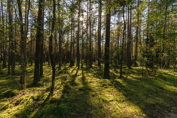 Baumstämme Sommerlichen Sonnigen Wald — Stockfoto