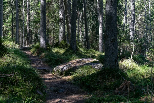 Туристична Стежка Літньому Лісі Зеленим Листям — стокове фото