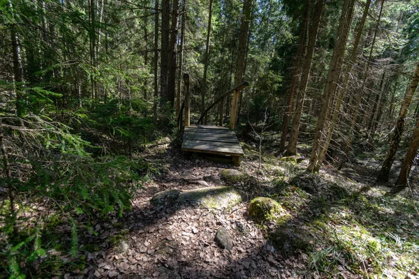 Sentier Touristique Dans Forêt Verdoyante Ensoleillée — Photo