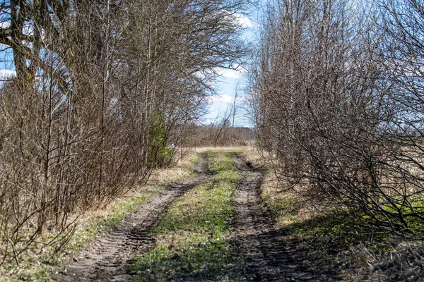 dirty rural road in autumn forest with bare trees