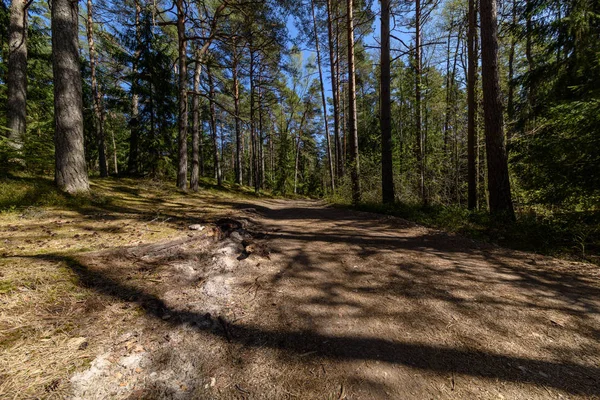 Sentier Touristique Dans Forêt Verdoyante Ensoleillée — Photo