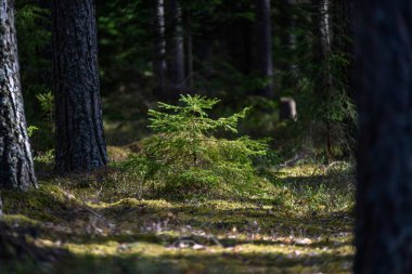 yeşil yaz ormandaki ağaç altındaki çalılık görünümünü