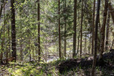 güneş ışığı yaz ormandaki ağaç gövdeleri parlıyor
