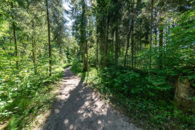 turist patika yeşil yeşillik ile yaz ormandaki