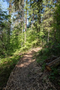 turist patika yeşil yeşillik ile yaz ormandaki
