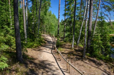 yeşil yaz yeşillik ile orman patika yürüyüş Turizm