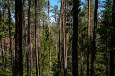 güneş ışığı yaz ormandaki ağaç gövdeleri parlıyor