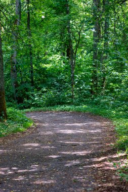 yeşil yaz yeşillik ile orman patika yürüyüş Turizm