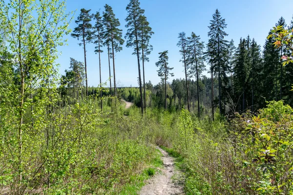 Sentier Pédestre Touristique Forêt Avec Feuillage Vert Été — Photo