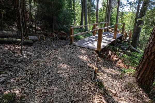 turist patika güneşli yeşil orman