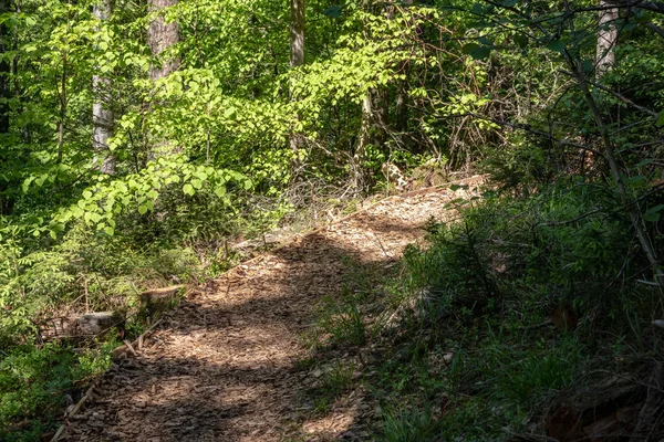 Toeristische Voetpad Zomer Bos Met Groen Blad — Stockfoto