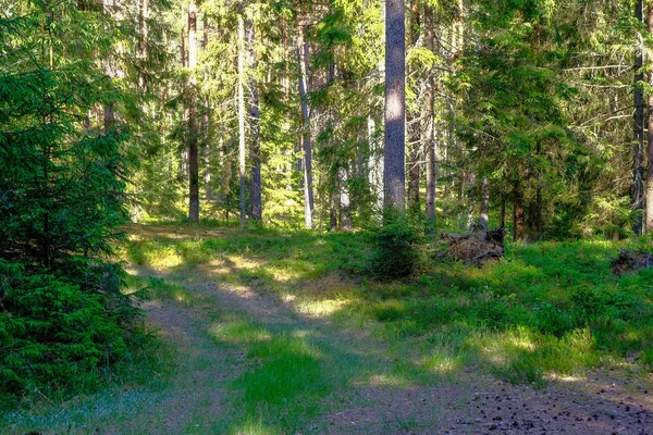 Lumière Soleil Brille Travers Les Troncs Arbres Dans Forêt Été — Photo