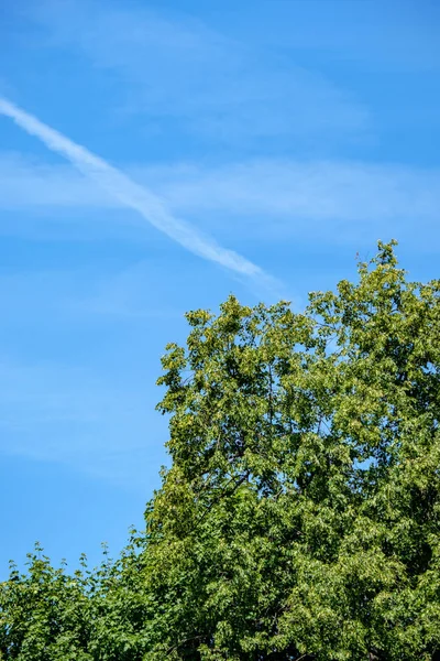 Самолет Дым След Голубом Небе Зеленой Листвы — стоковое фото