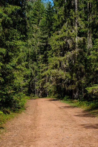 游客步行在森林与绿色的夏季树叶的人行道 — 图库照片