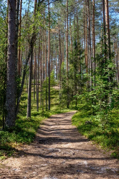 Τουριστικές Περπατώντας Μονοπάτι Στο Δάσος Φύλλωμα Πράσινο Καλοκαίρι — Φωτογραφία Αρχείου