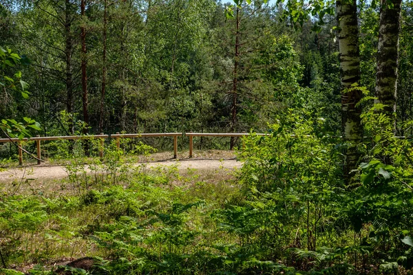 Toeristische Voetpad Lopen Het Bos Met Groene Zomer Gebladerte — Stockfoto