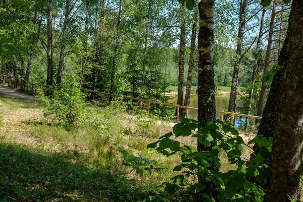 Toeristische Voetpad Lopen Het Bos Met Groene Zomer Gebladerte — Stockfoto