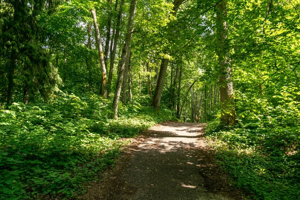 Passeio Turístico Floresta Com Folhagem Verde Verão — Fotografia de Stock