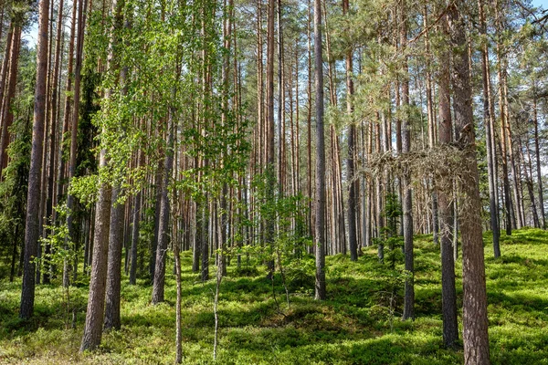 Zonlicht Schijnt Door Boomstammen Zomer Bos — Stockfoto