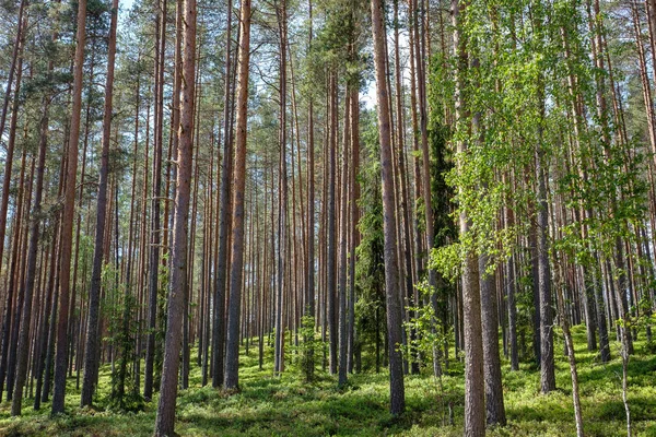 Zonlicht Schijnt Door Boomstammen Zomer Bos — Stockfoto