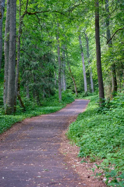 Sentier Pédestre Touristique Forêt Avec Feuillage Vert Été — Photo