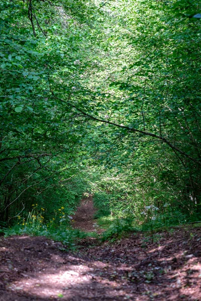 Τουριστικές Περπατώντας Μονοπάτι Στο Δάσος Φύλλωμα Πράσινο Καλοκαίρι — Φωτογραφία Αρχείου