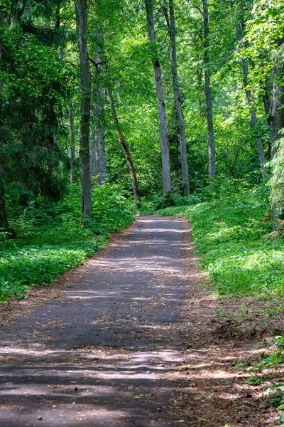 Туристична Пішохідна Стежка Лісі Зеленим Літнім Листям — стокове фото