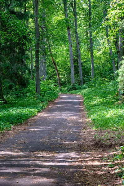 Toeristische Voetpad Lopen Het Bos Met Groene Zomer Gebladerte — Stockfoto