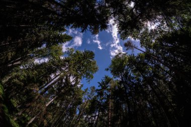 çam ağaçlarının mavi Berrak gökyüzü karşı düşük açılı görünüş