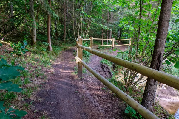 Passeio Turístico Floresta Com Folhagem Verde Verão — Fotografia de Stock