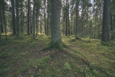 Sonbahar ormandaki ağaç dalları ile parlayan güneş ışığı 