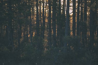 güzel sonbahar orman manzaralı görünüm