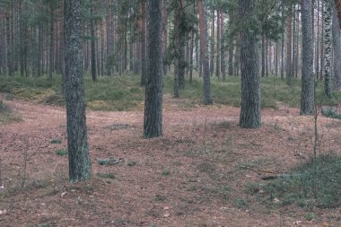 çam ağacı orman kış öncesi doğal görünümünü